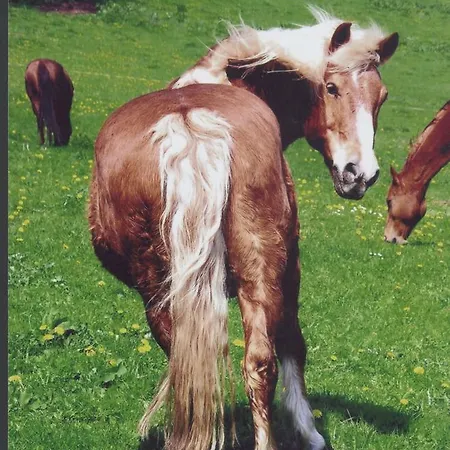 Gefildehof Gopel * Άιζεναχ