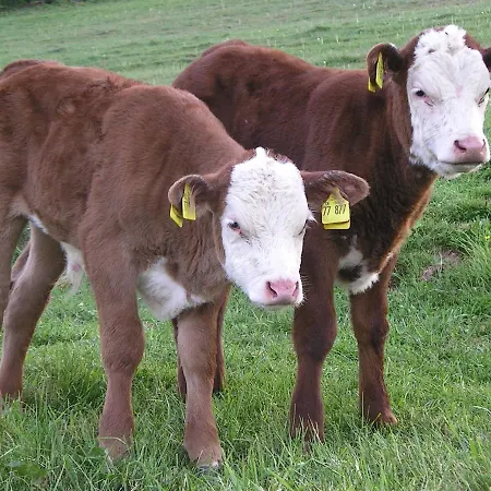 Szálloda Gefildehof Gopel Eisenach
