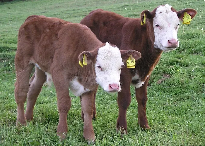 Szálloda Gefildehof Gopel Eisenach